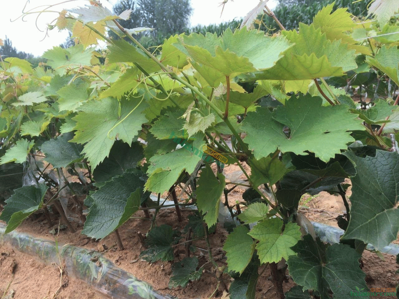 店铺资料 店铺:兴城恒源苗木 公司:辽宁省兴城市恒源葡萄苗木 店主